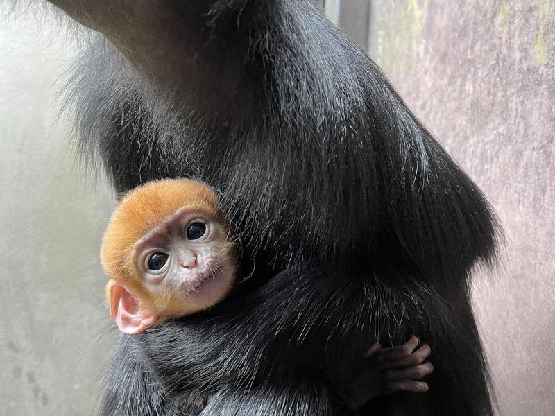 祝！フランソワルトンの赤ちゃん誕生！愛称投票始まります！！|飼育日誌｜ブログ|よこはま動物園ズーラシア公式サイト｜公益財団法人 横浜市緑の協会