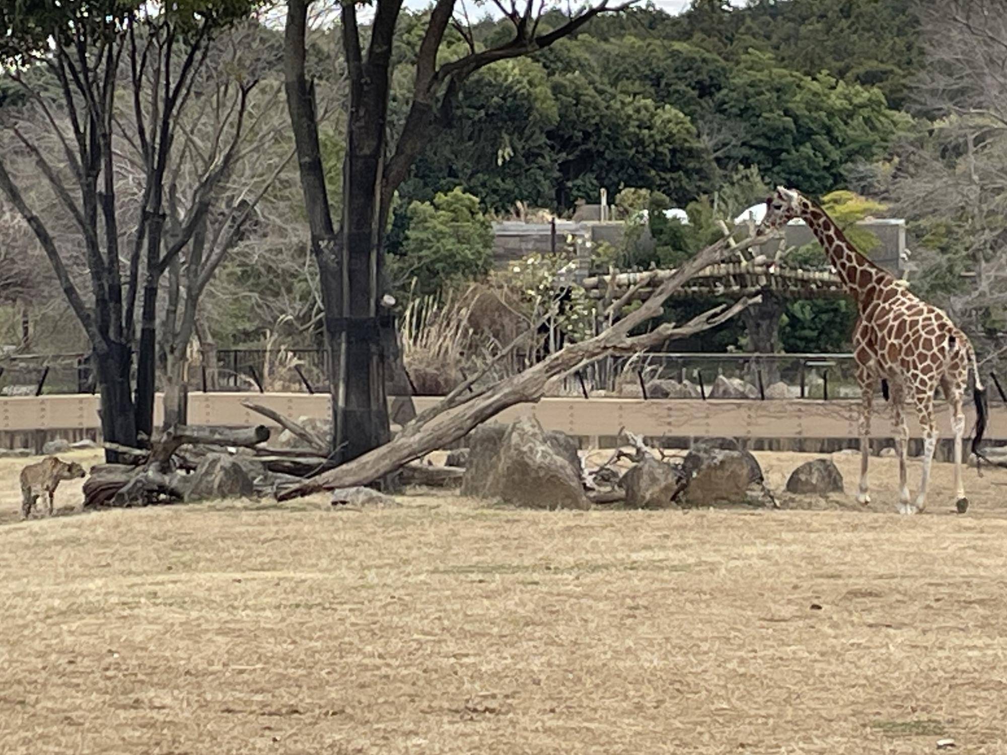 サバンナブログ クラリスとキリン|アフリカのサバンナ＠ズーラシア｜ブログ|よこはま動物園ズーラシア公式サイト｜公益財団法人 横浜市緑の協会