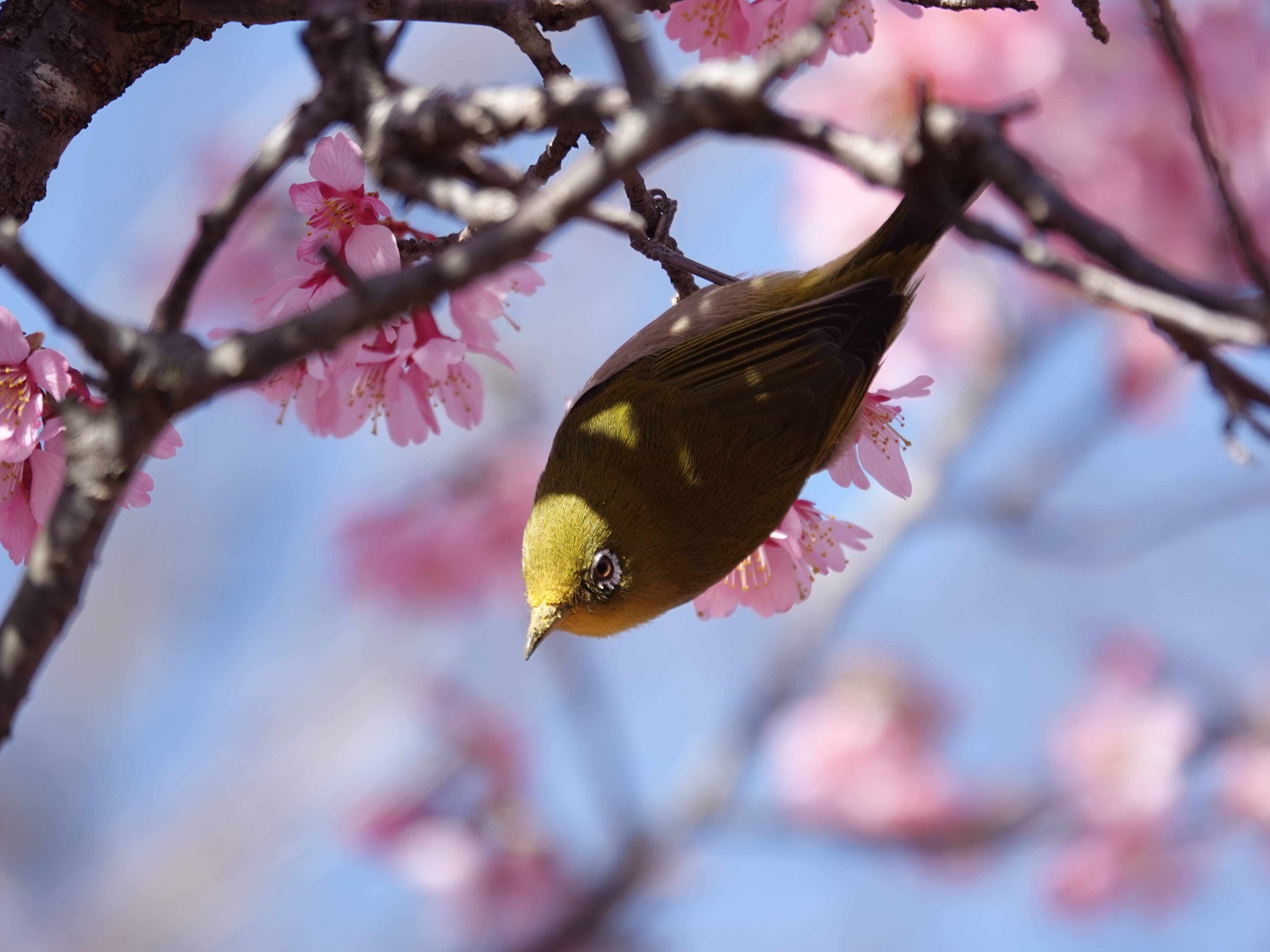 ズーラシアの春事情 桜開花 よこはま動物園ズーラシア公式サイト 公益財団法人 横浜市緑の協会