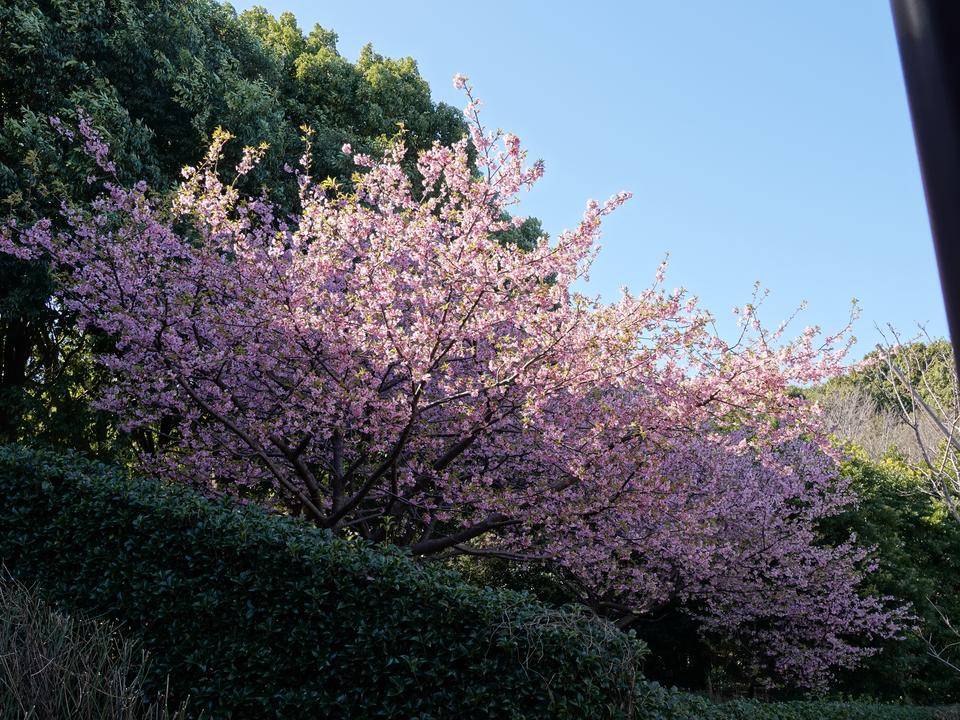 ズーラシアの春事情 桜開花 よこはま動物園ズーラシア公式サイト 公益財団法人 横浜市緑の協会