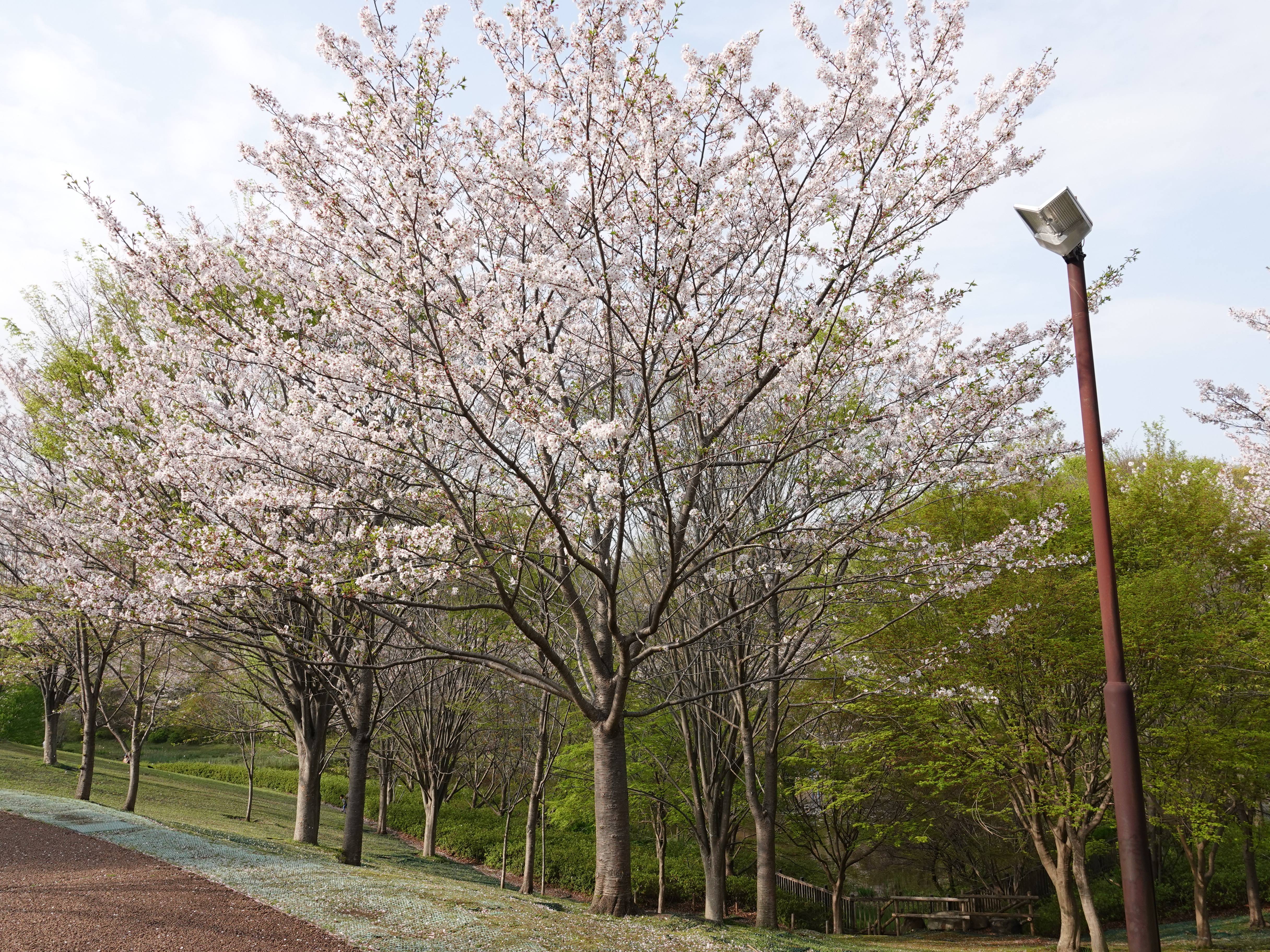 ズーラシアの春事情 桜開花 よこはま動物園ズーラシア公式サイト 公益財団法人 横浜市緑の協会