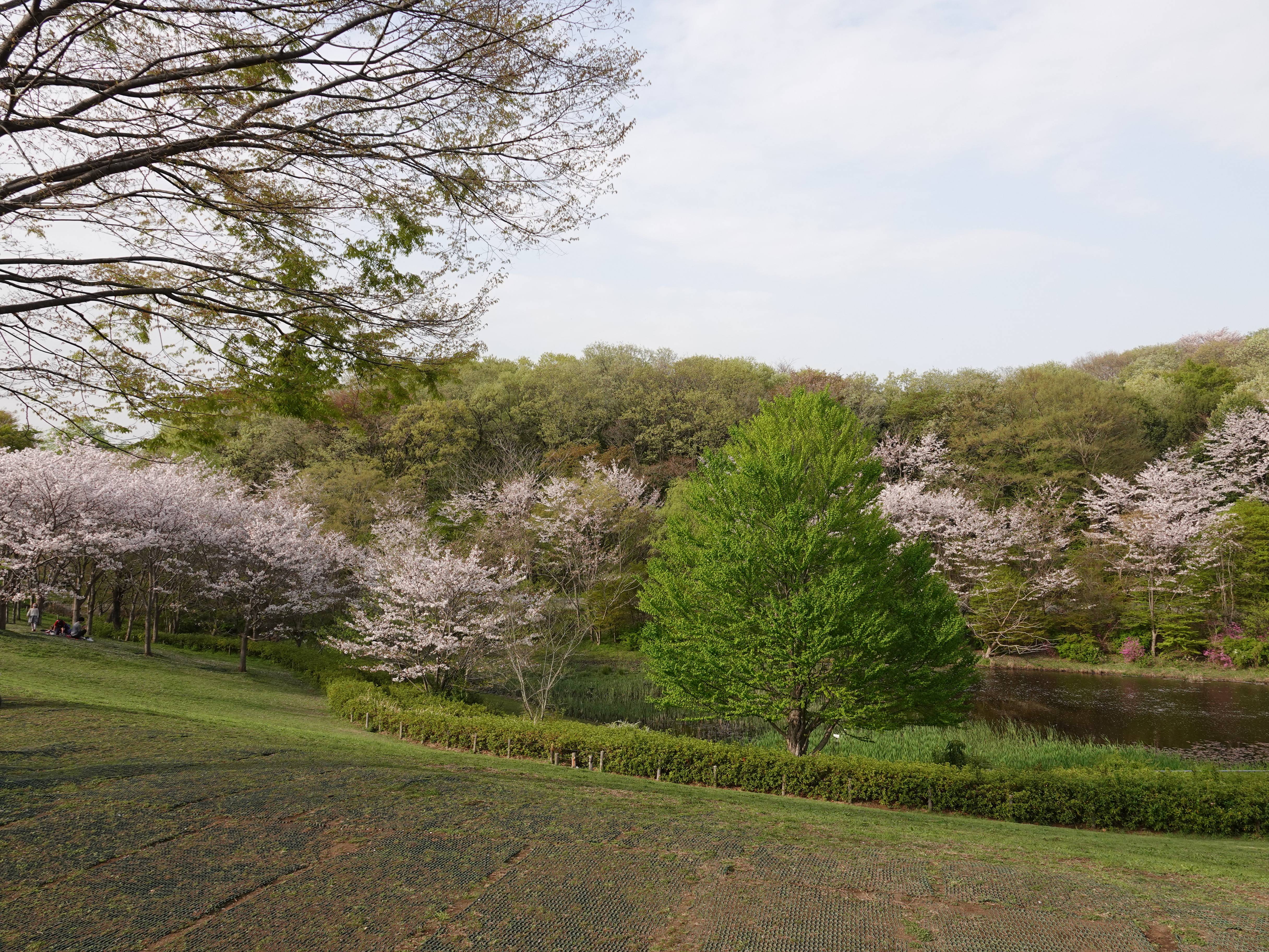 ズーラシアの春事情 桜開花 よこはま動物園ズーラシア公式サイト 公益財団法人 横浜市緑の協会