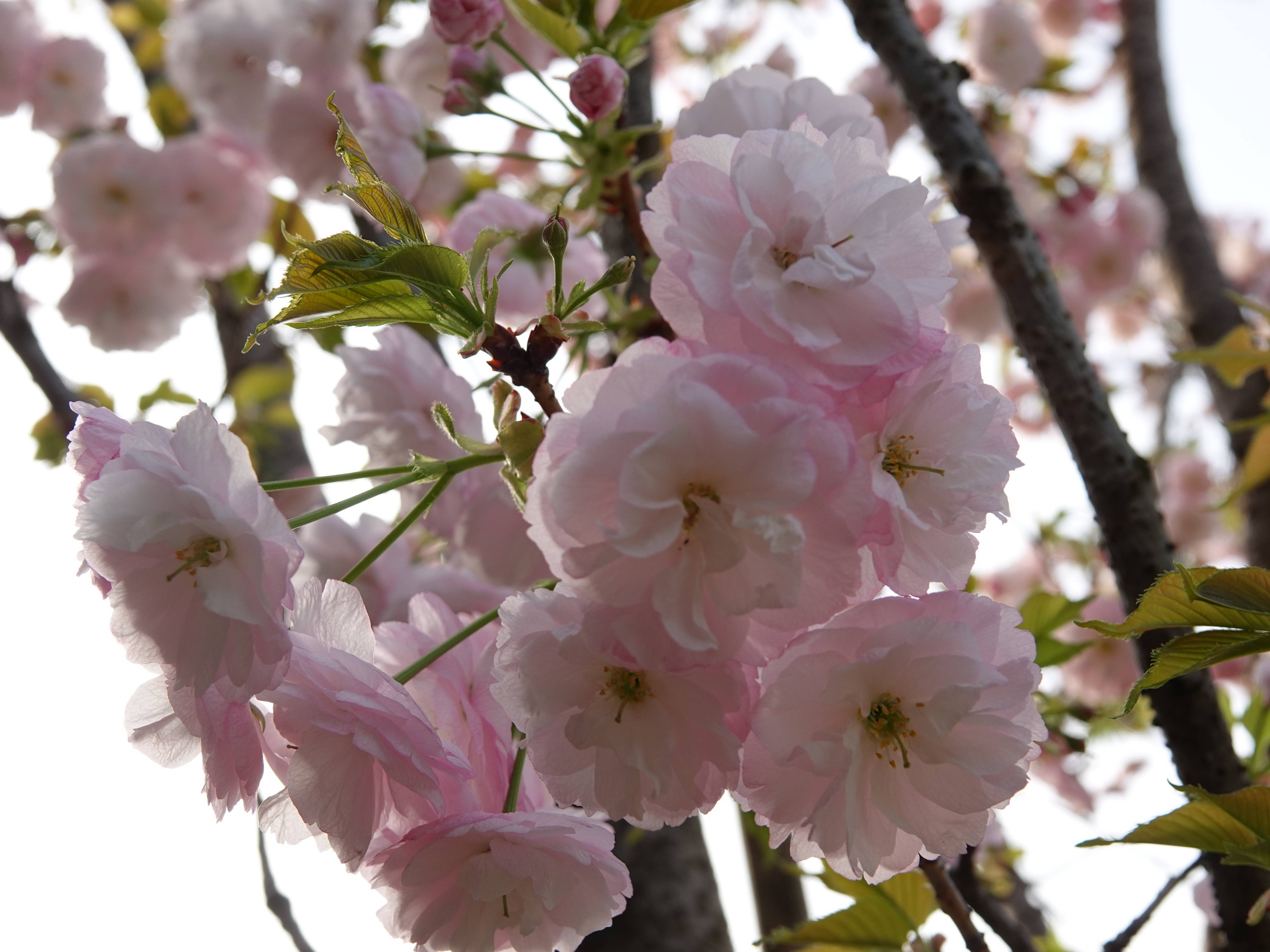 ズーラシアの春事情 桜開花 よこはま動物園ズーラシア公式サイト 公益財団法人 横浜市緑の協会