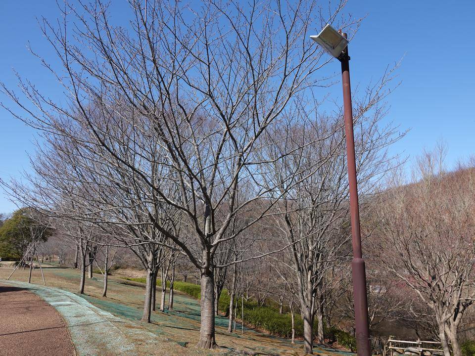 ズーラシアの春事情 桜開花 よこはま動物園ズーラシア公式サイト 公益財団法人 横浜市緑の協会