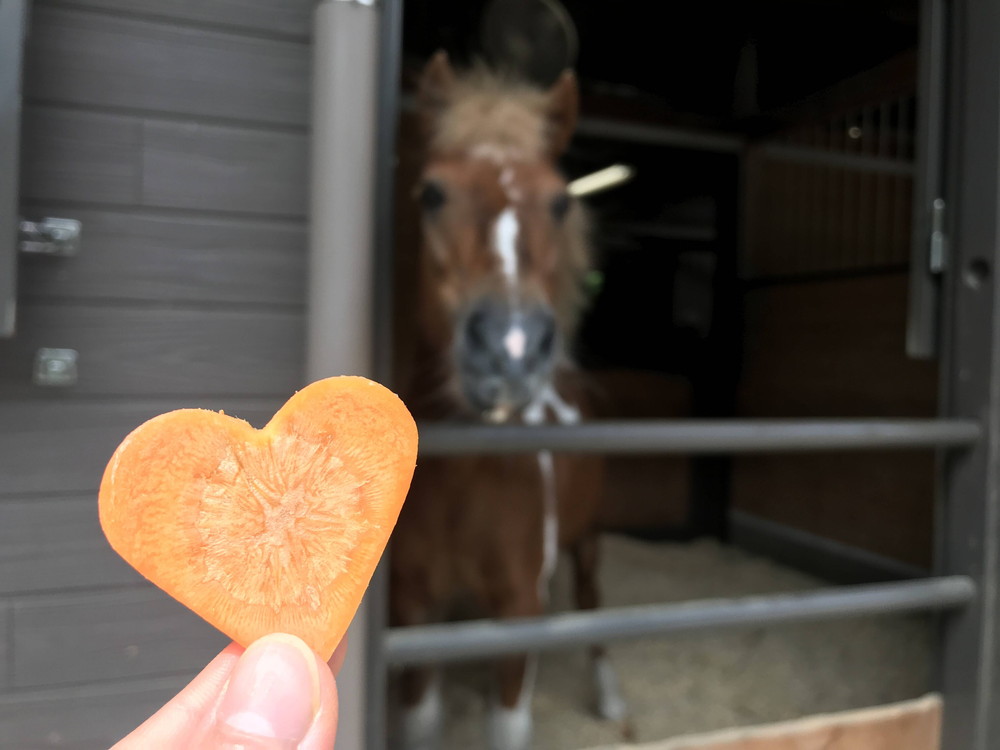 もっと大きくて可愛いにんじんをあげたい ぱかぱか広場 よこはま動物園ズーラシア公式サイト 公益財団法人 横浜市緑の協会