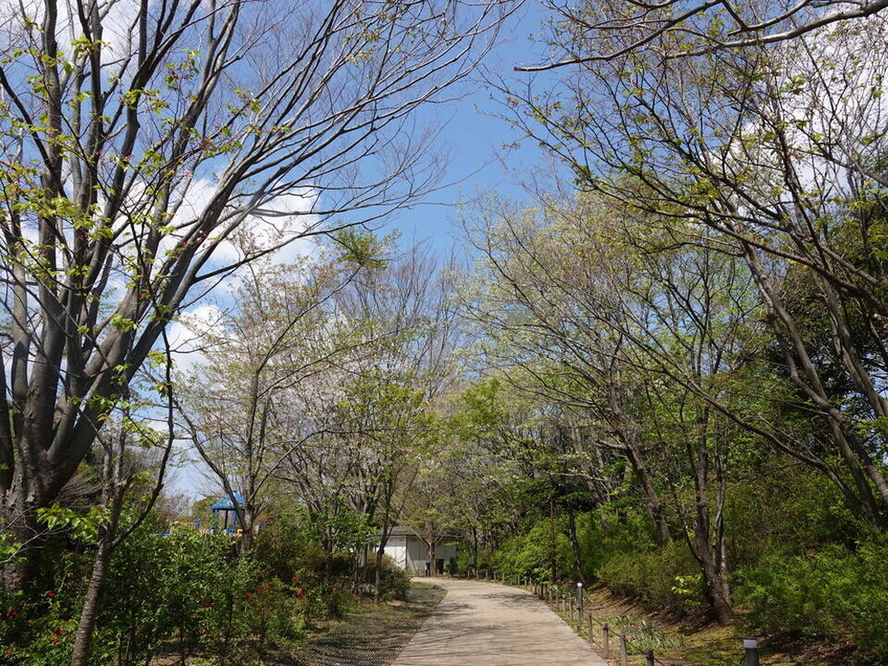 ズーラシアに咲く桜 桜開花 よこはま動物園ズーラシア公式サイト 公益財団法人 横浜市緑の協会