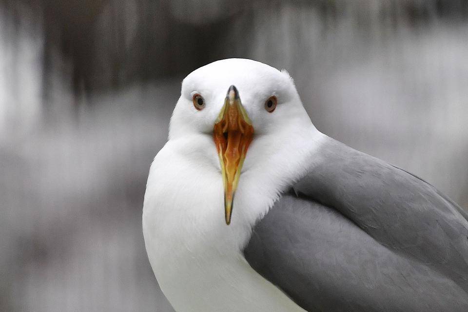 鳥の正面顔が好き っていうお話 ブログdeズーラシア よこはま動物園ズーラシア公式サイト 公益財団法人 横浜市緑の協会