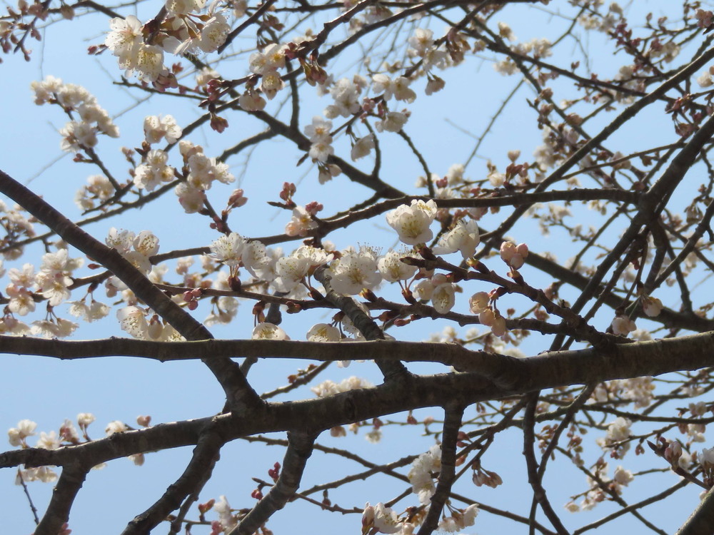 オカメザクラがみごろです 桜開花 よこはま動物園ズーラシア公式サイト 公益財団法人 横浜市緑の協会