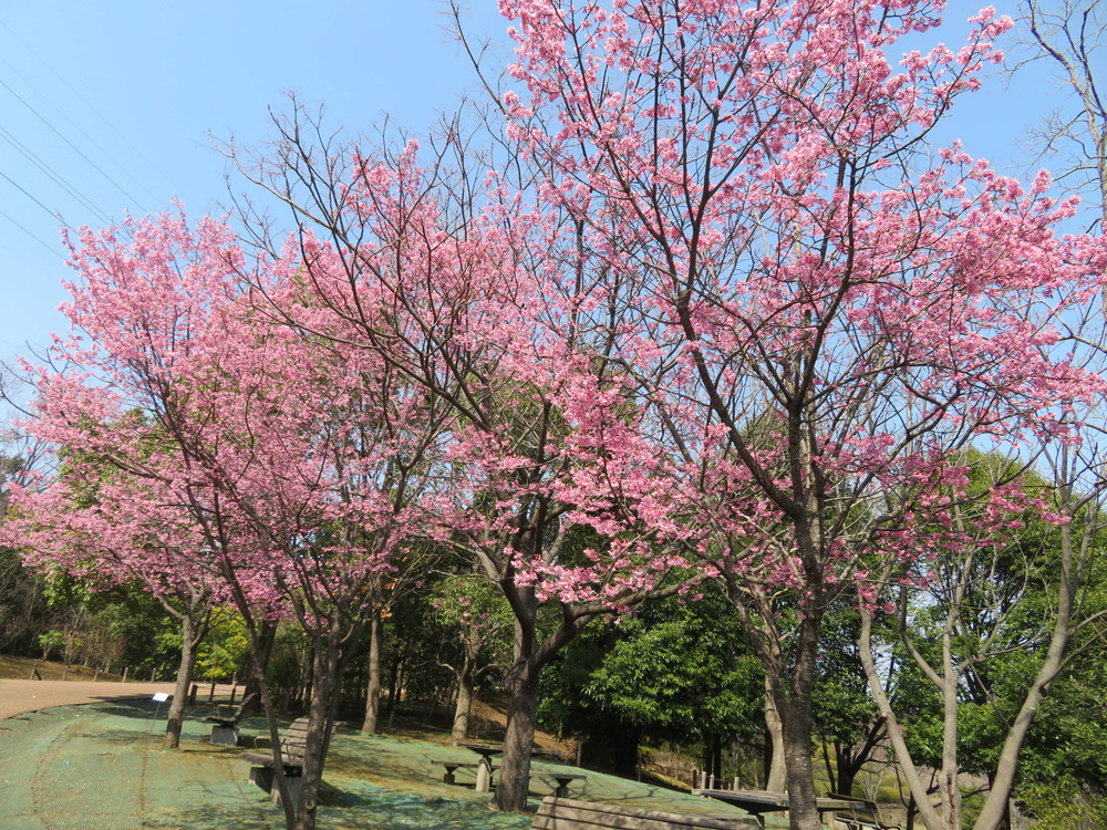 オカメザクラがみごろです 桜開花 よこはま動物園ズーラシア公式サイト 公益財団法人 横浜市緑の協会