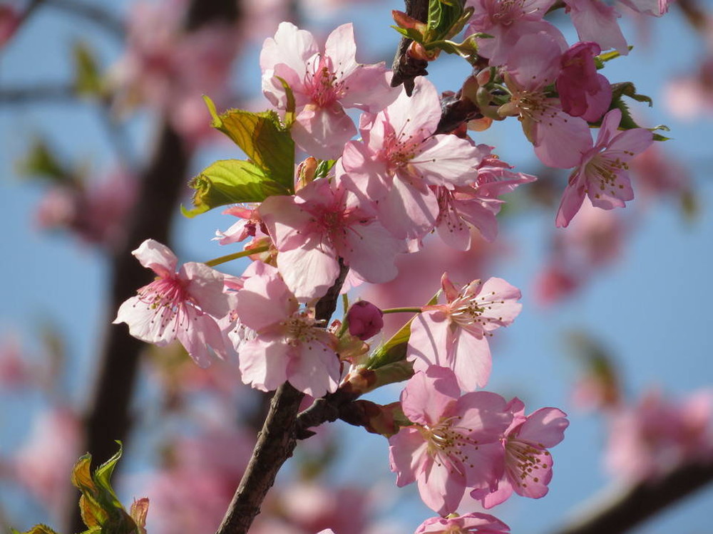 オカメザクラがみごろです 桜開花 よこはま動物園ズーラシア公式サイト 公益財団法人 横浜市緑の協会