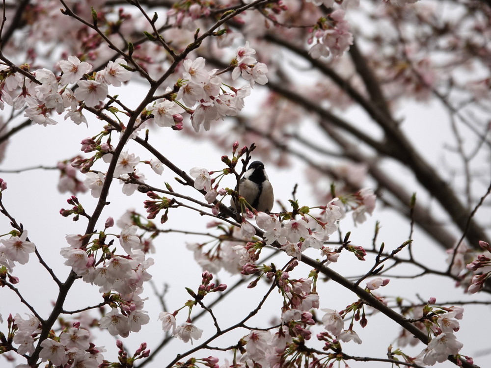 ズーラシアに咲く桜 桜開花 よこはま動物園ズーラシア公式サイト 公益財団法人 横浜市緑の協会