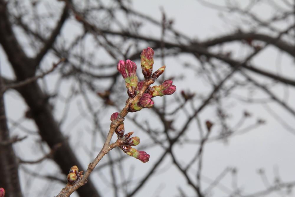 桜情報 この桜 満開です 桜開花 よこはま動物園ズーラシア公式サイト 公益財団法人 横浜市緑の協会