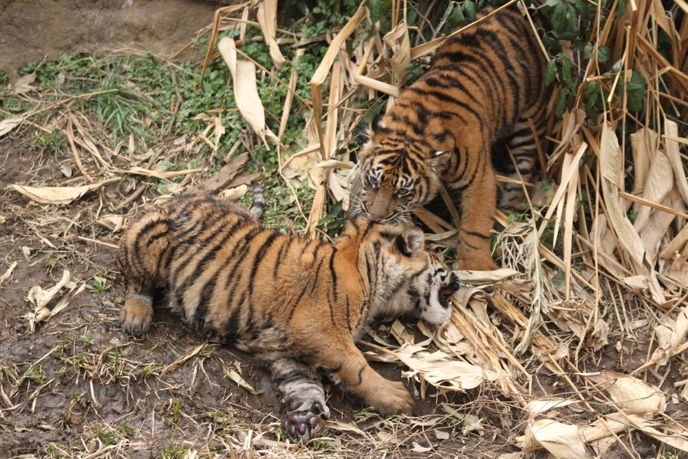 子育て情報 38 けっこう伸びます O すまとらとらブログ よこはま動物園ズーラシア公式サイト 公益財団法人 横浜市緑の協会