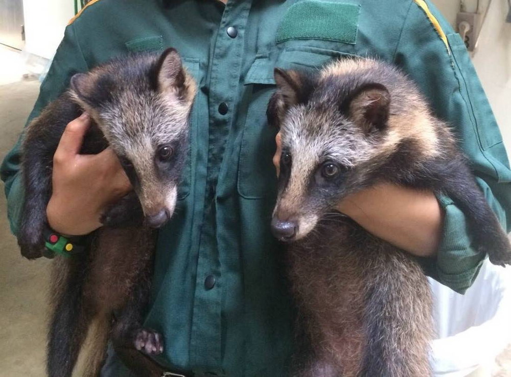 タヌキ姉妹②|｜ブログ|よこはま動物園ズーラシア公式サイト｜公益財団法人 横浜市緑の協会