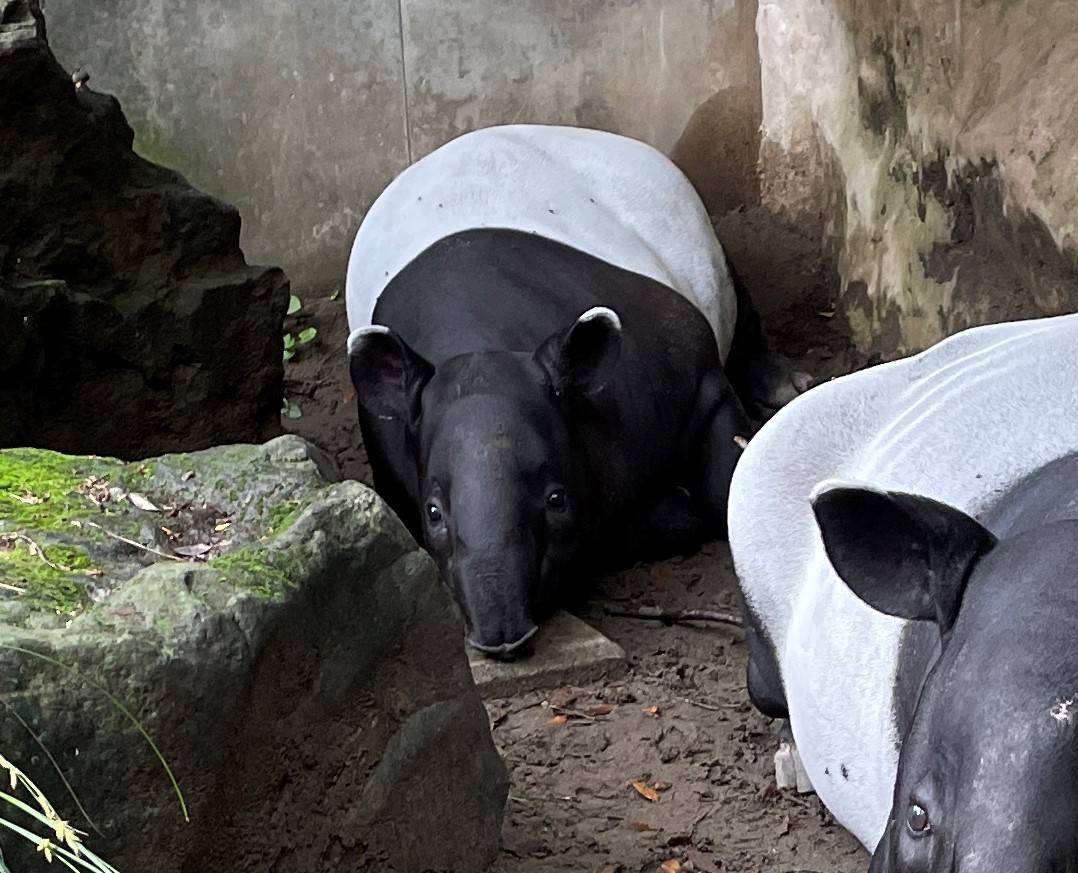 うり坊成長日記 大きくなっていくよ編|飼育日誌｜ブログ|よこはま動物園ズーラシア公式サイト｜公益財団法人 横浜市緑の協会