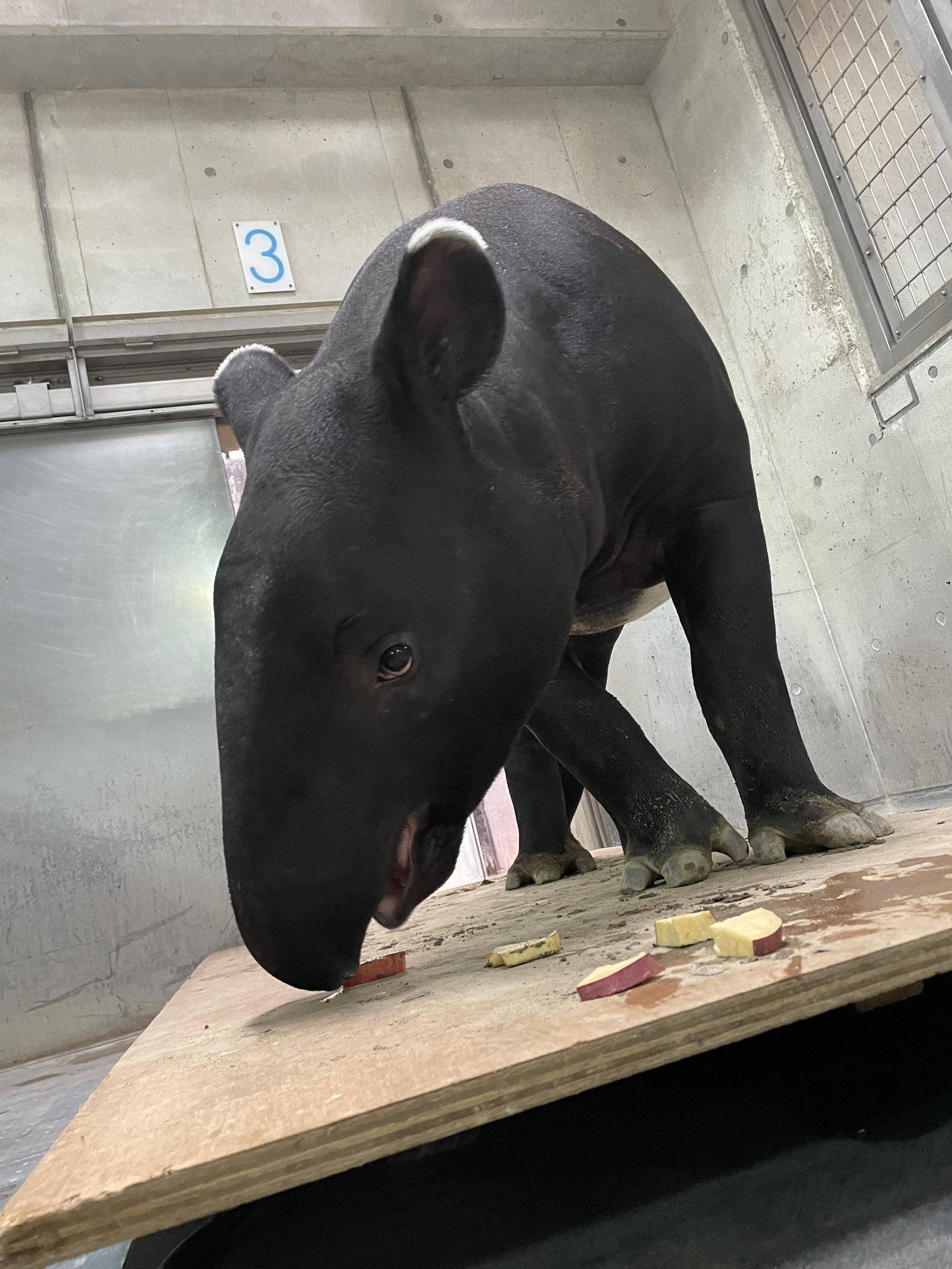 うり坊成長日記 バク舎、年末のお仕事。編|飼育日誌｜ブログ|よこはま動物園ズーラシア公式サイト｜公益財団法人 横浜市緑の協会