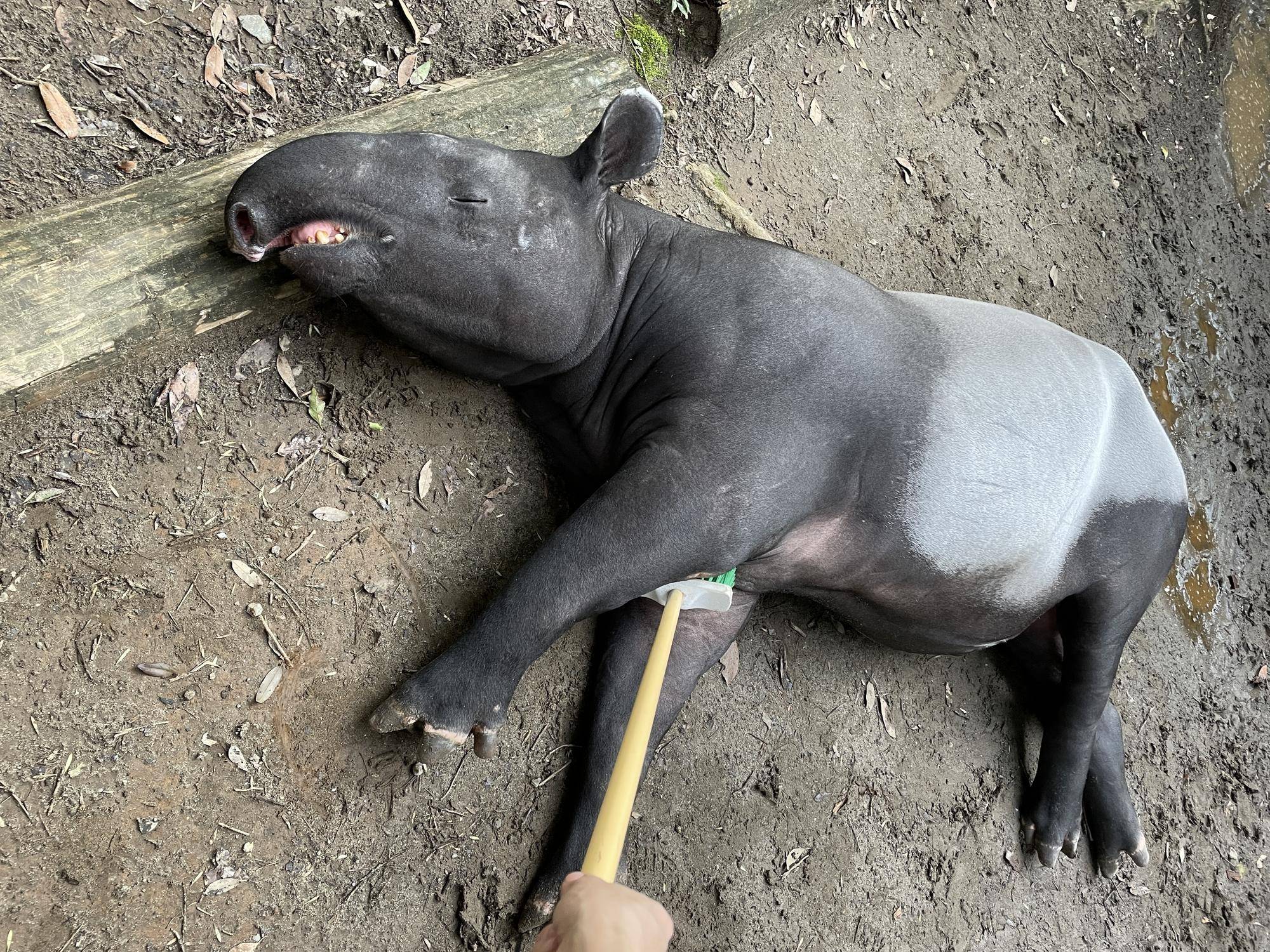 うり坊成長日記 バクとの関係性は...編|飼育日誌｜ブログ|よこはま動物園ズーラシア公式サイト｜公益財団法人 横浜市緑の協会