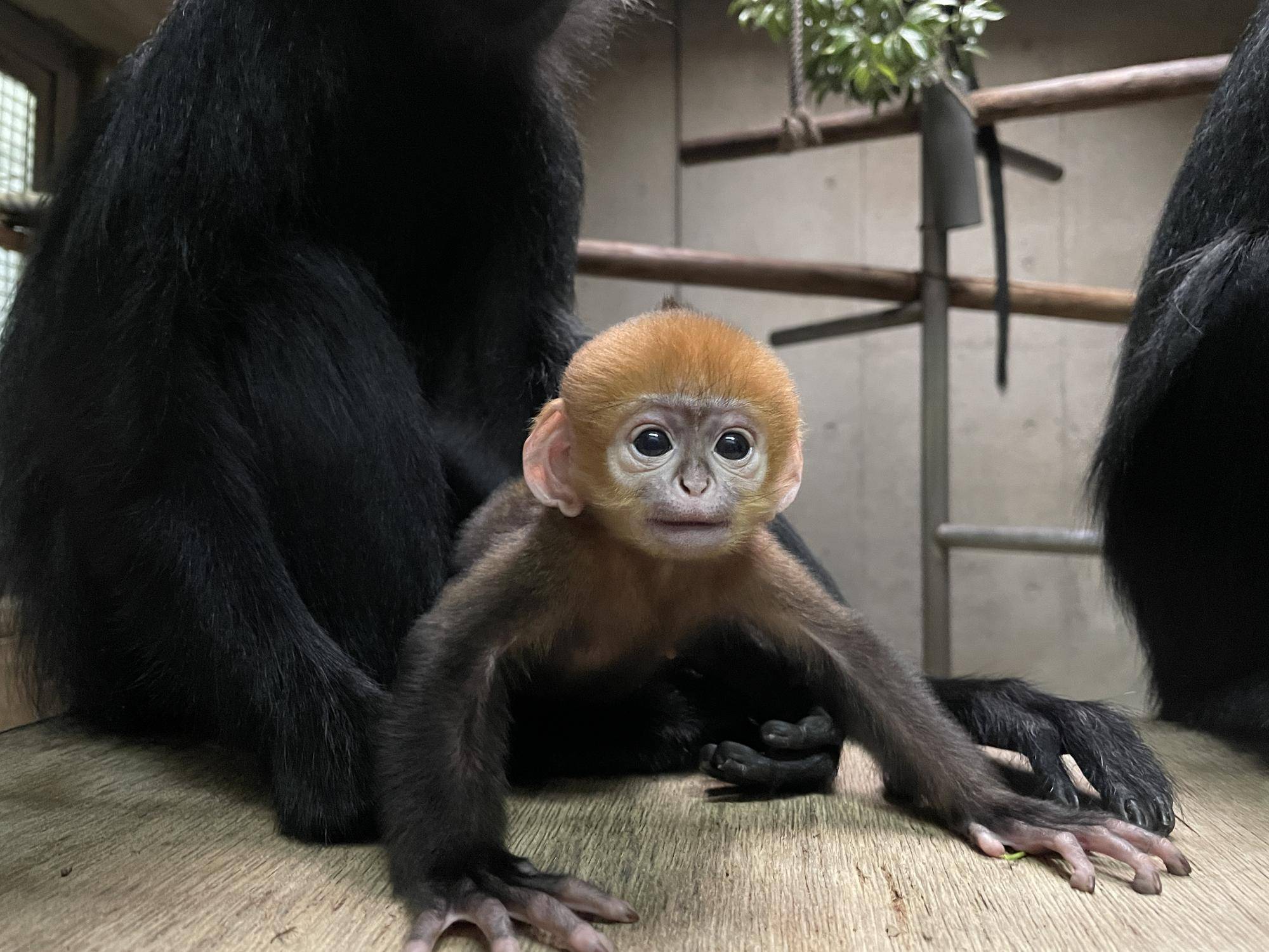 祝！フランソワルトンの赤ちゃん誕生！愛称投票始まります！！|飼育日誌｜ブログ|よこはま動物園ズーラシア公式サイト｜公益財団法人 横浜市緑の協会