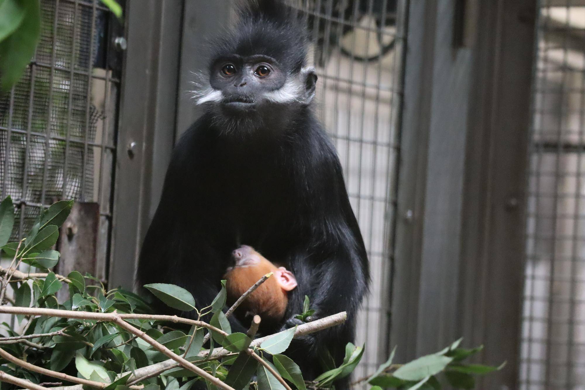 祝！フランソワルトンの赤ちゃん誕生！愛称投票始まります！！|飼育日誌｜ブログ|よこはま動物園ズーラシア公式サイト｜公益財団法人 横浜市緑の協会