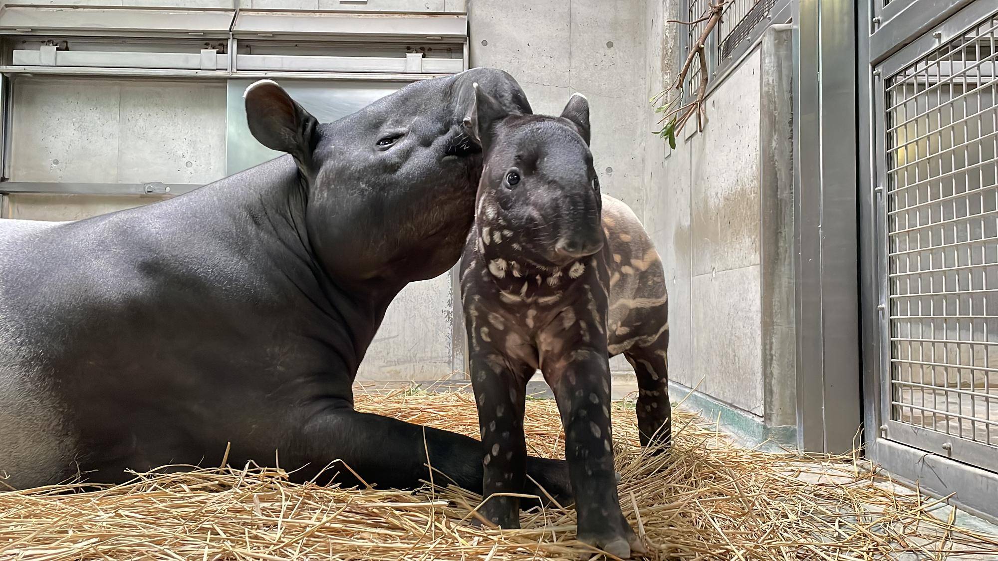 世界バクの日|飼育日誌｜ブログ|よこはま動物園ズーラシア公式サイト｜公益財団法人 横浜市緑の協会