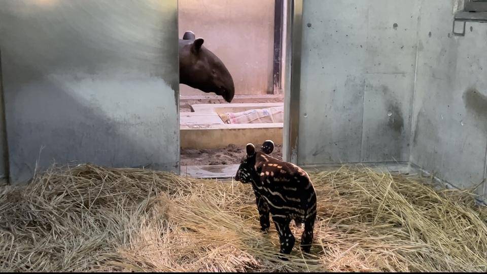 うり坊成長日記 その瞬間は突然に編 飼育日誌 よこはま動物園ズーラシア公式サイト 公益財団法人 横浜市緑の協会