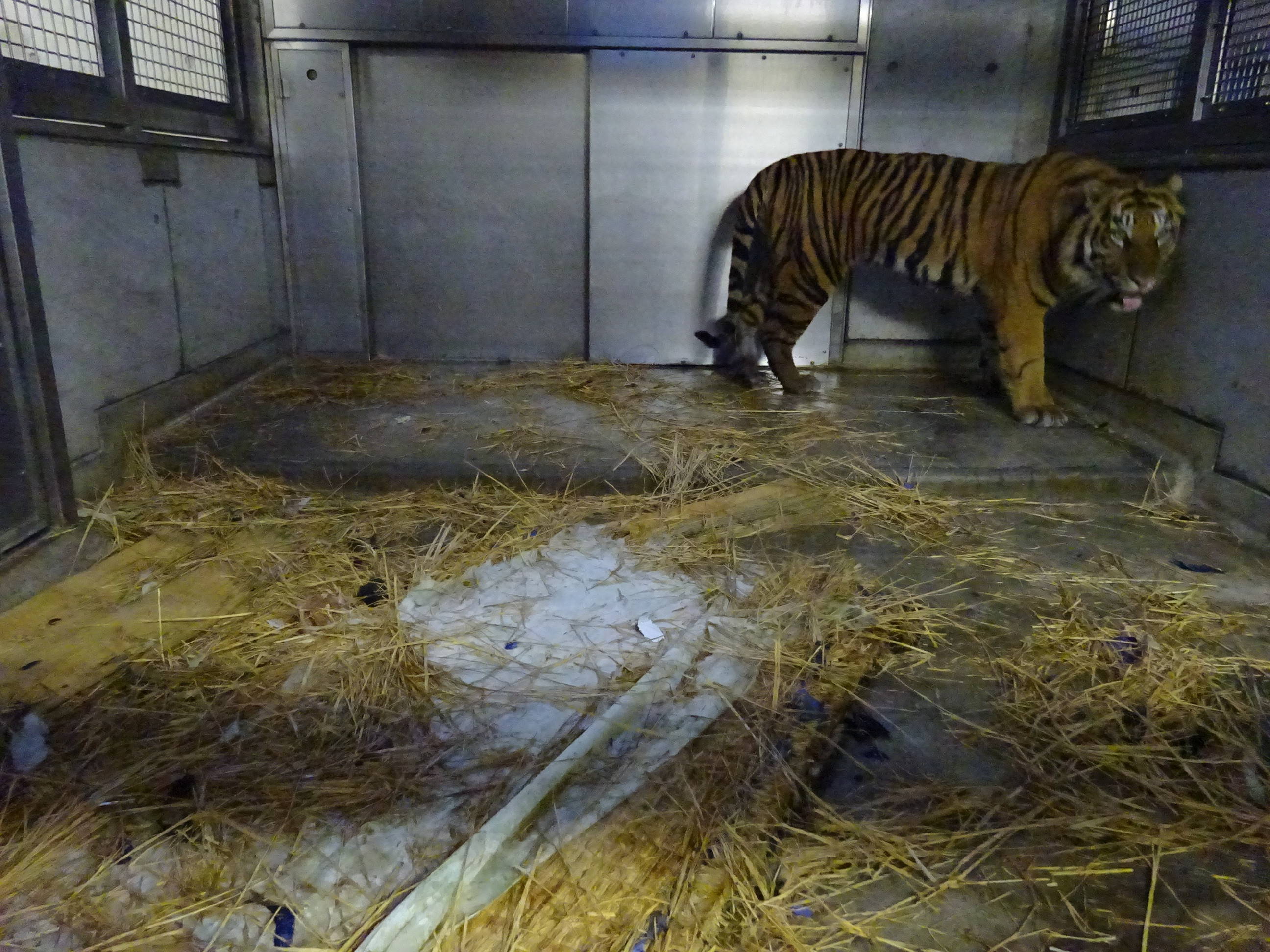 パンプの惜別ガイド|すまとらとら｜ブログ|よこはま動物園ズーラシア公式サイト｜公益財団法人 横浜市緑の協会