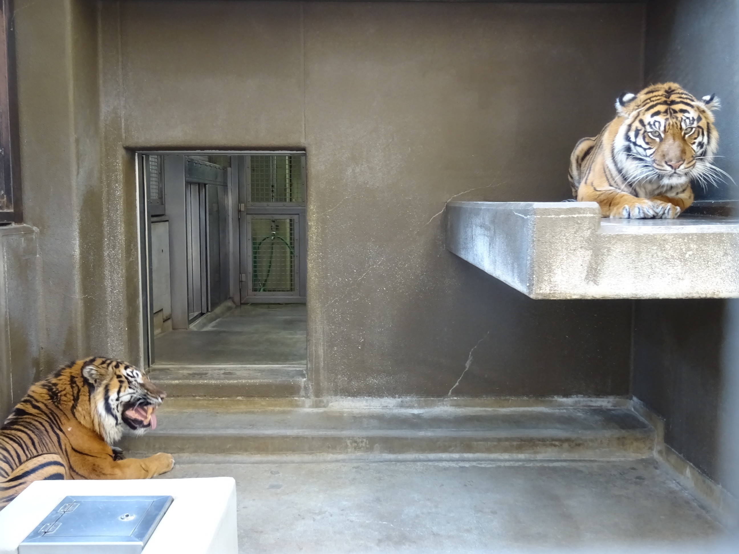 カリが襲い掛かって来なかった種明かし すまとらとらブログ よこはま動物園ズーラシア公式サイト 公益財団法人 横浜市緑の協会