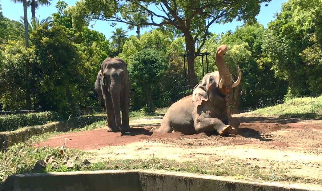 インドゾウたちのテンションが上がったもの|飼育日誌｜ブログ|よこはま動物園ズーラシア公式サイト｜公益財団法人 横浜市緑の協会